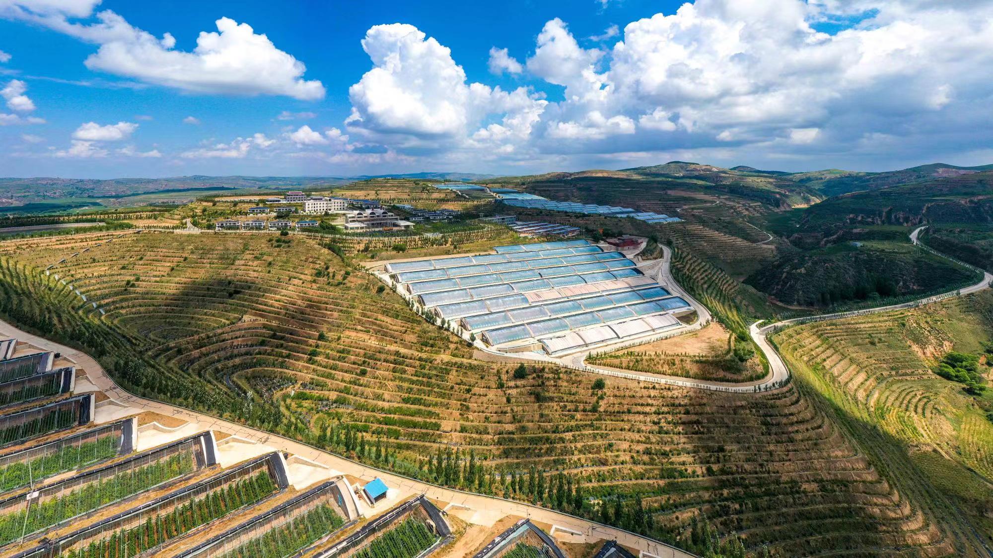 榆嶺窊村豐禾農(nóng)場(chǎng)的果蔬大棚。