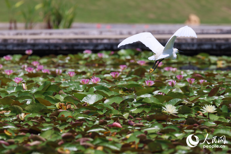彩蓮滿塘鷺鳥飛。人民網(wǎng)記者 陳博攝