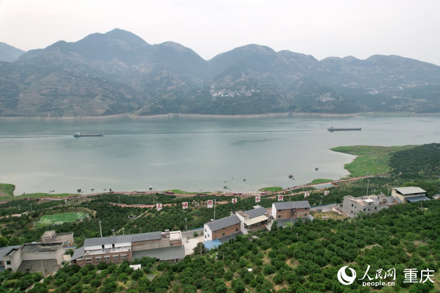 三沱村正以“三峽橙莊”建設(shè)為契機(jī)，描繪鄉(xiāng)村振興新圖景。人民網(wǎng)記者 劉政寧攝
