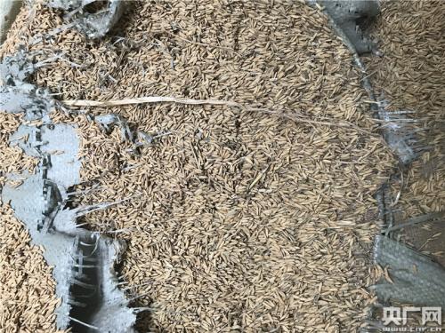 萬寶收儲(chǔ)庫(kù)點(diǎn)的部分省級(jí)儲(chǔ)備糧已經(jīng)發(fā)黑霉變