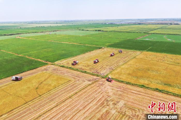 圖為在南昌縣大田農(nóng)社，收割機(jī)正在收割早稻?！⒘?攝