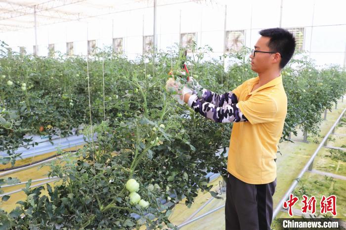 圖為在紅谷灘區(qū)元宇宙·VR數(shù)字農(nóng)業(yè)示范基地七彩番茄培育車間內(nèi)，農(nóng)業(yè)技術(shù)員正在對(duì)番茄植株進(jìn)行修剪?！⌒苠\陽 攝