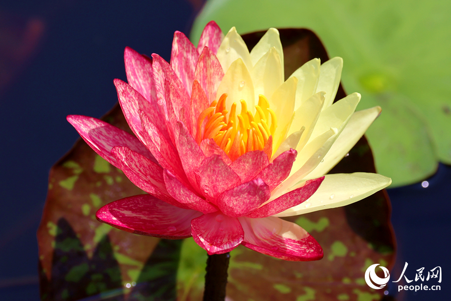 廈門海灣公園中，雙色睡蓮嬌艷欲滴。人民網(wǎng)記者 陳博攝
