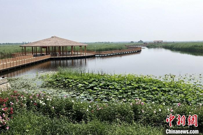 從完成頂層設(shè)計(jì)到如火如荼大規(guī)模建設(shè)，六年來(lái)，雄安新區(qū)如春天的竹子一般拔節(jié)生長(zhǎng)，這座承載千年大計(jì)的“未來(lái)之城”已雄姿初顯。從“一張白紙”開(kāi)始著墨，如今的雄安新區(qū)已是濃墨重彩的“山水畫(huà)”。<a target='_blank' href='/'>中新社</a>記者近日走訪了雄安新區(qū)多地，從“藍(lán)綠金”三色感受這座“未來(lái)之城”的巨大變化。圖為7月20日，河北白洋淀上荷花滿淀、蘆花搖曳。 <a target='_blank' href='/'>中新社</a>記者 易海菲 攝