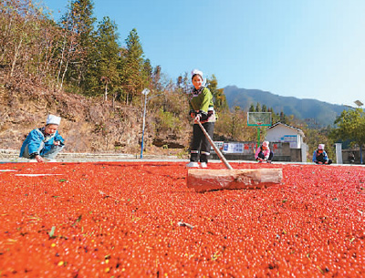 貴州省黔東南苗族侗族自治州榕江縣依托豐富的森林資源，大力發(fā)展林下草珊瑚中藥材種植等林下經濟，實現(xiàn)農民增收、林業(yè)增效。圖為榕江縣興華水族鄉(xiāng)星月村草珊瑚種植基地內，村民在采收、晾曬草珊瑚果。 周光勝攝（人民視覺）